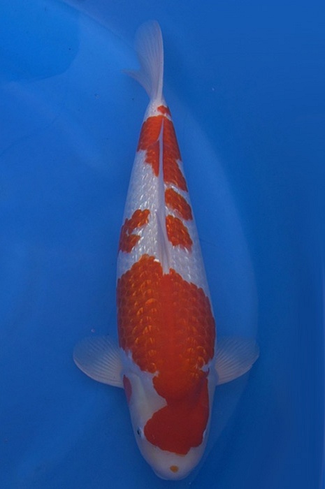 meerstaps ginrin kohaku 2002024