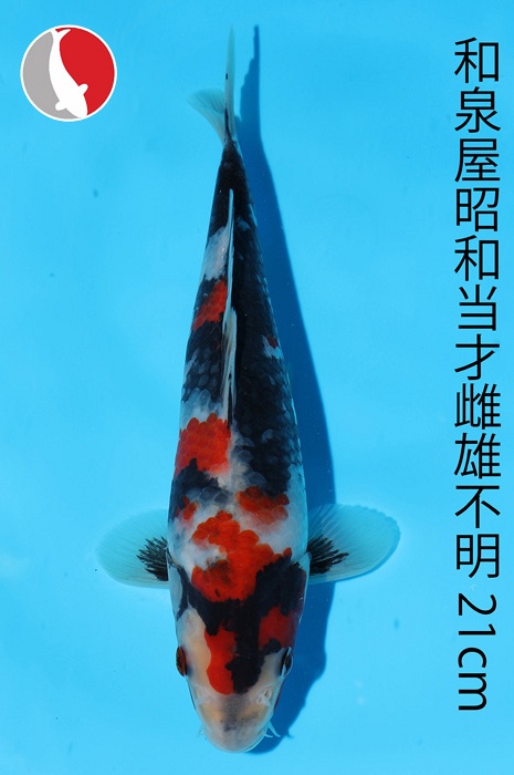 showa 2003024