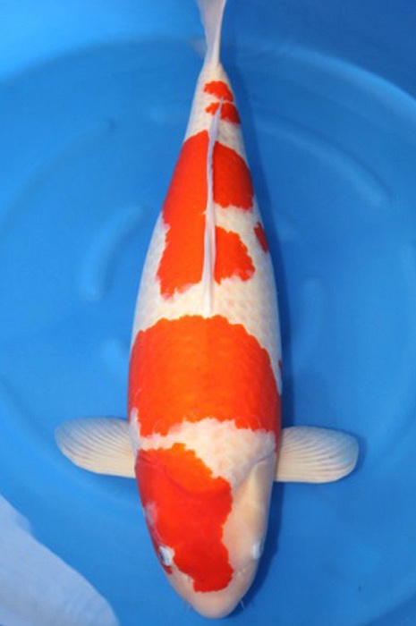 kohaku 2002025
