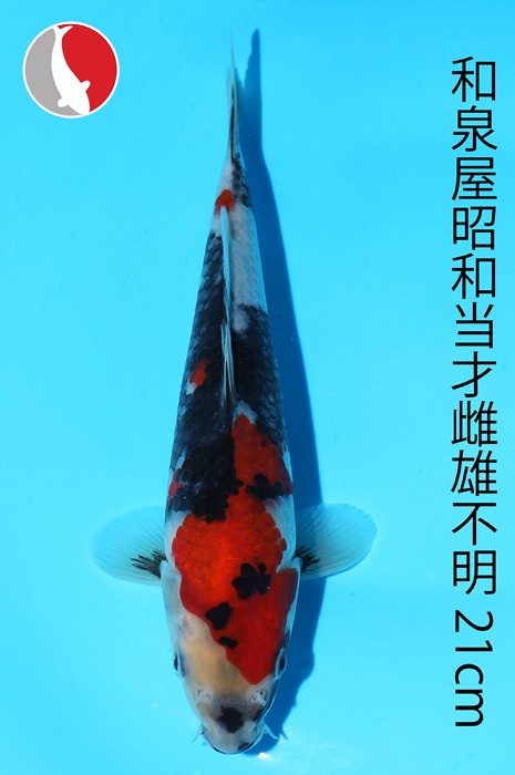 showa 2003026