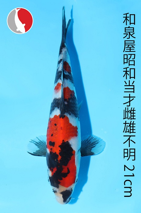 showa 2003028