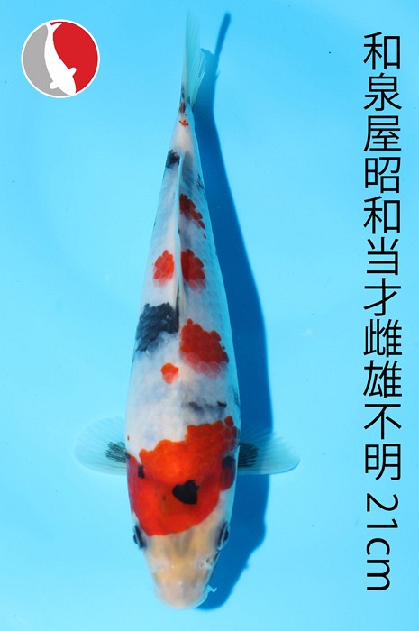 showa 2003029
