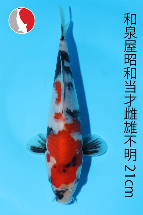 showa 2003030