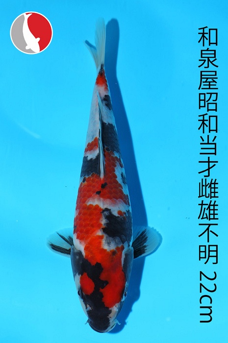 showa 2003034