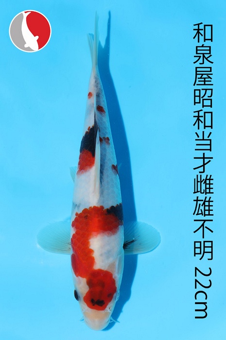 showa 2003040
