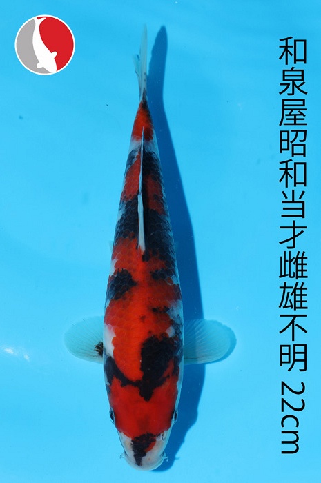 showa 2003046