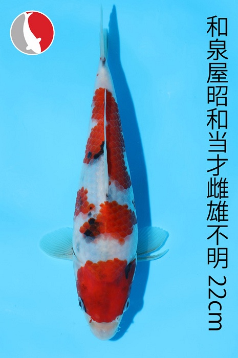 showa 2003056