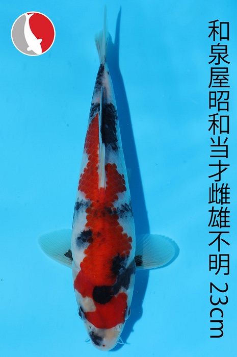 showa 2003063