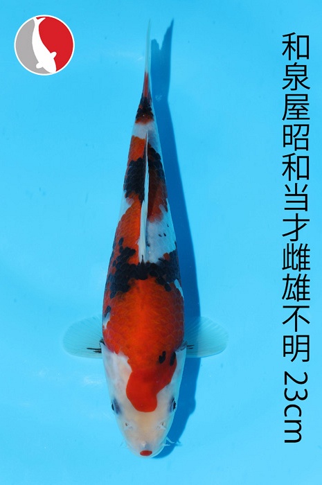 showa 2003064