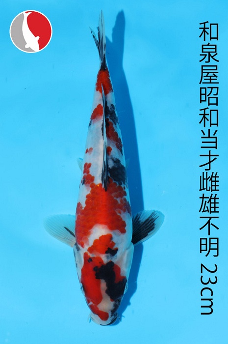 showa 2003070