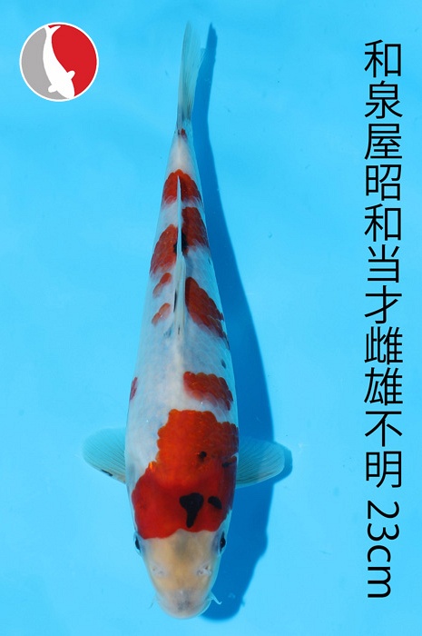 showa 2003071