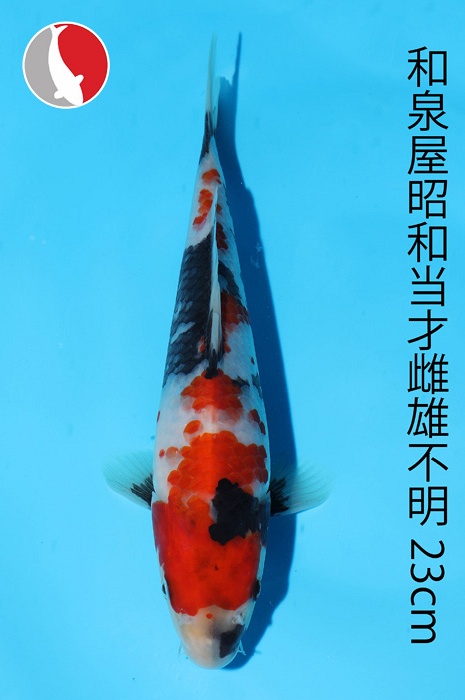 showa 2003073