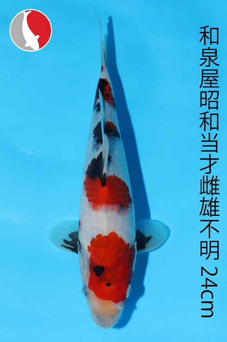 showa 2003076