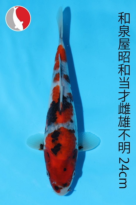 showa 2003079
