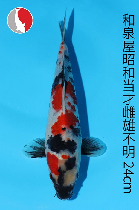 showa 2003083