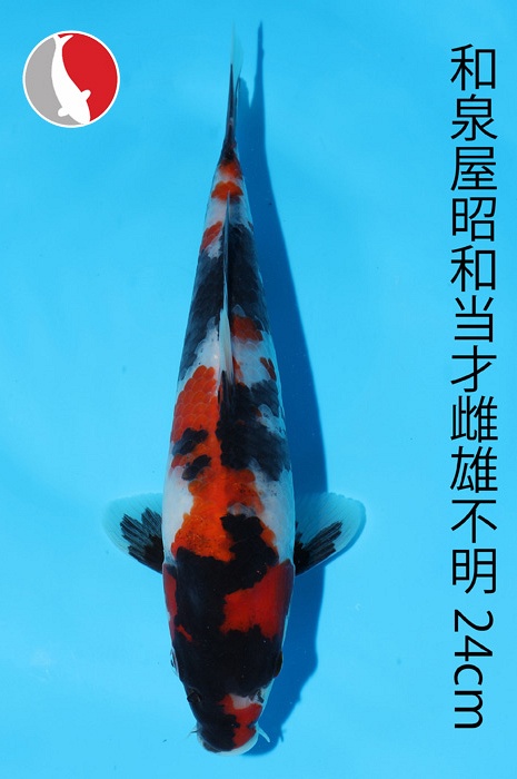 showa 2003086