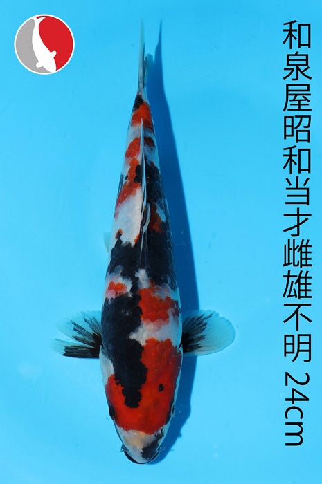 showa 2003087