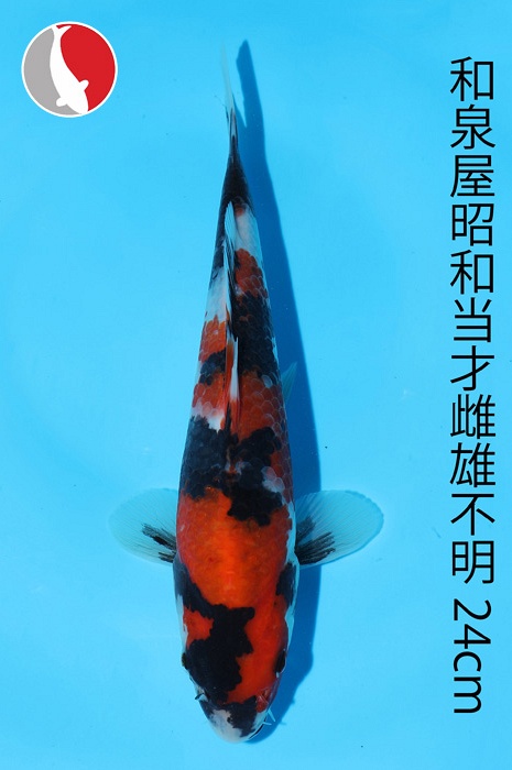 showa 2003088