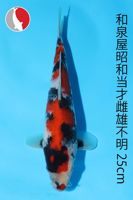 showa 2003089