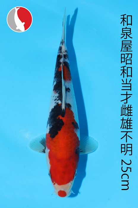 showa 2003090
