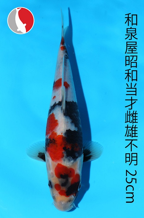 showa 2003093
