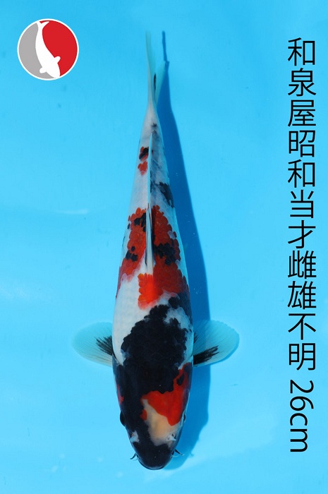 showa 2003097