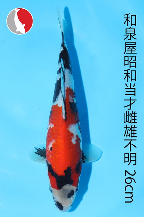 showa 2003098