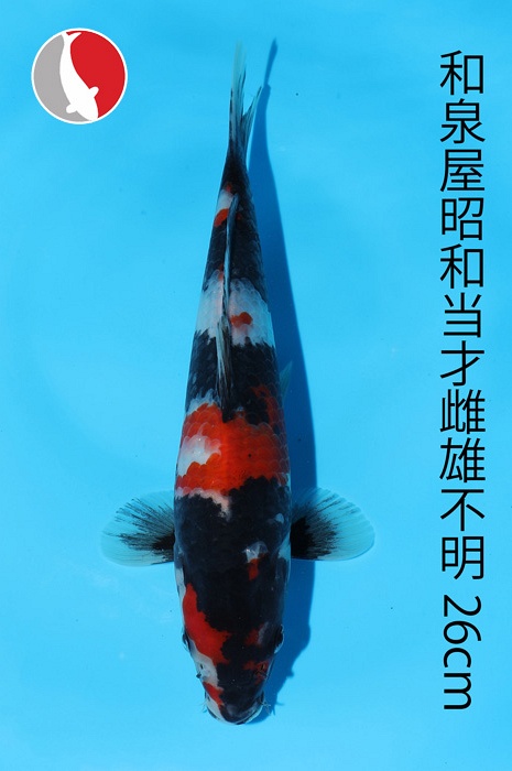 showa 2003101
