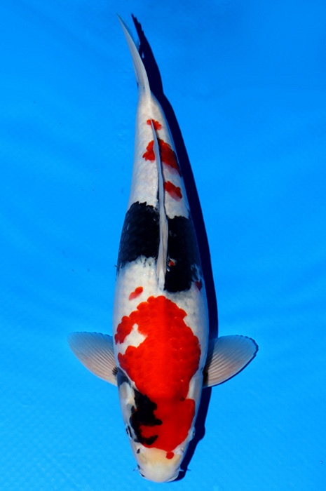 showa 2002113