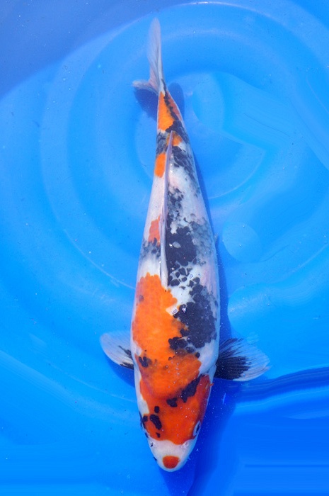 showa 2003027
