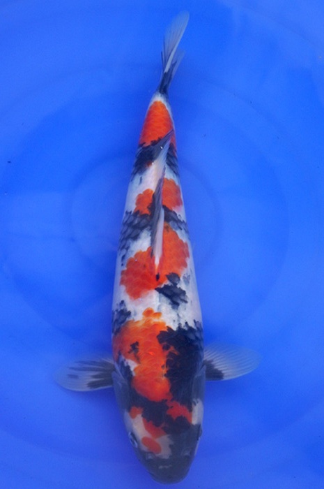 showa 2003048