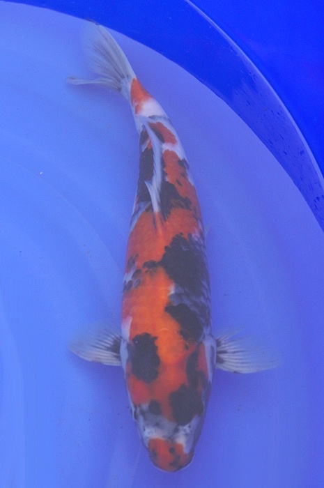 showa 2003065