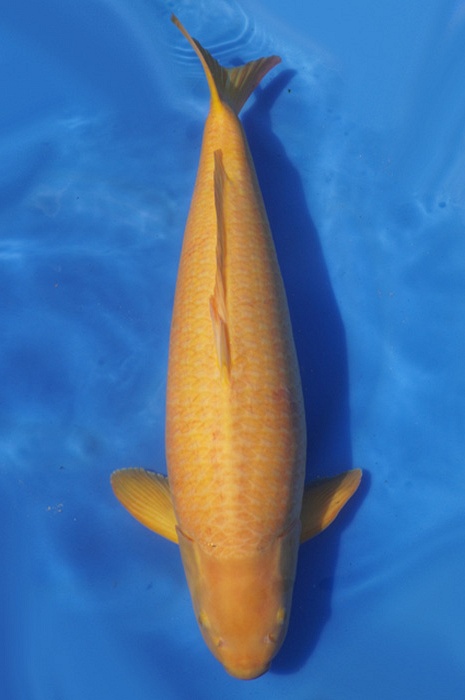 karashigoi 2005002