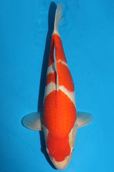 Sandan Kohaku 2006011