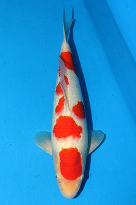 meerstaps kohaku 2006013