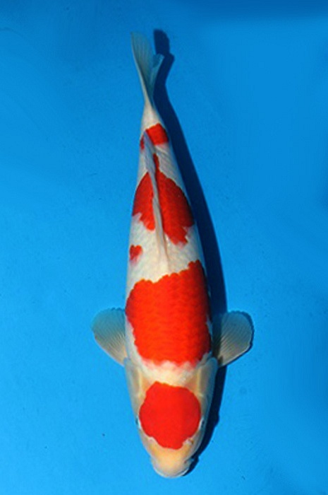 maruten kohaku 2006014