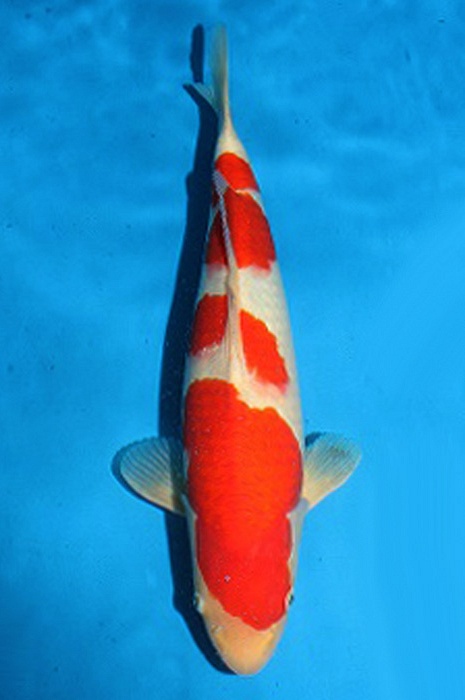 meerstaps kohaku 2006016