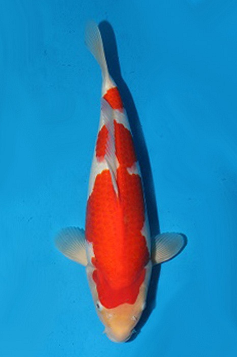 kohaku 2006017