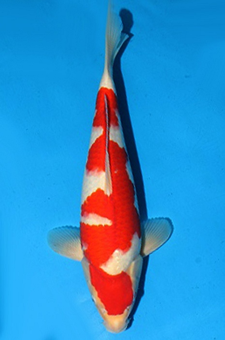 meerstaps kohaku 2006019