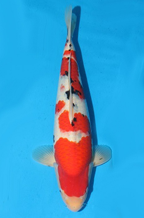 meerstaps sanke 2006025
