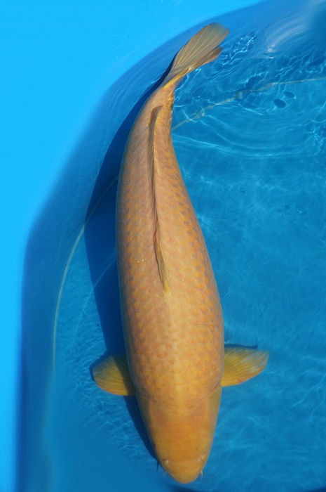 karashigoi 2006038