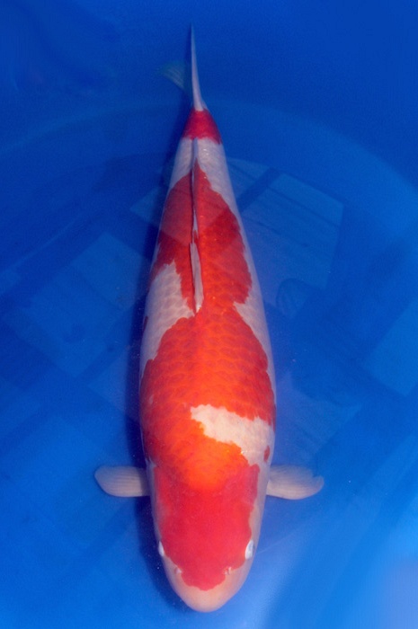 Kohaku DU2008011