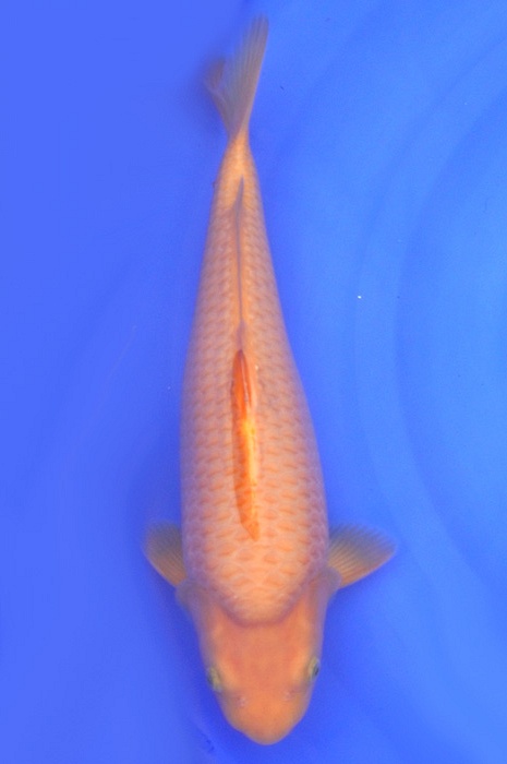 karashigoi 2009001