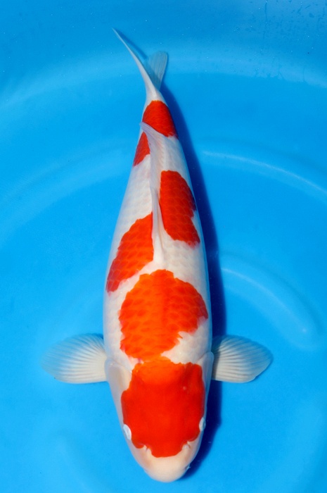 yondan kohaku 2010004