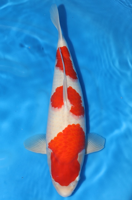 sandan kohaku 2010007