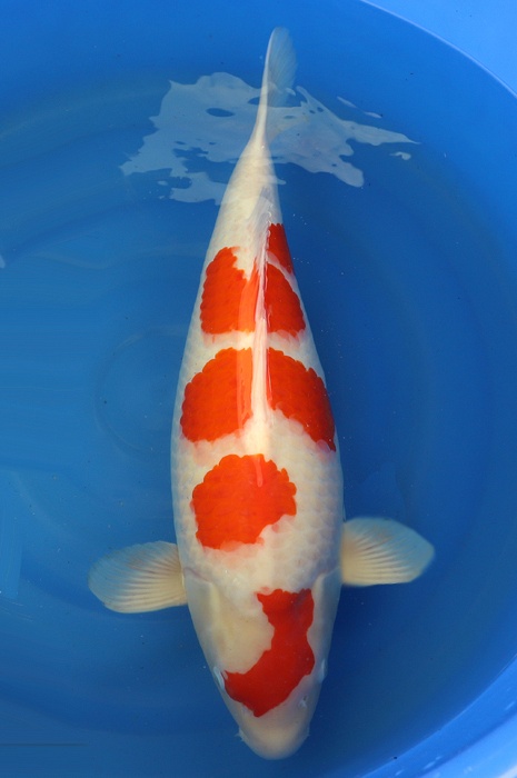 yondan kohaku 2010008