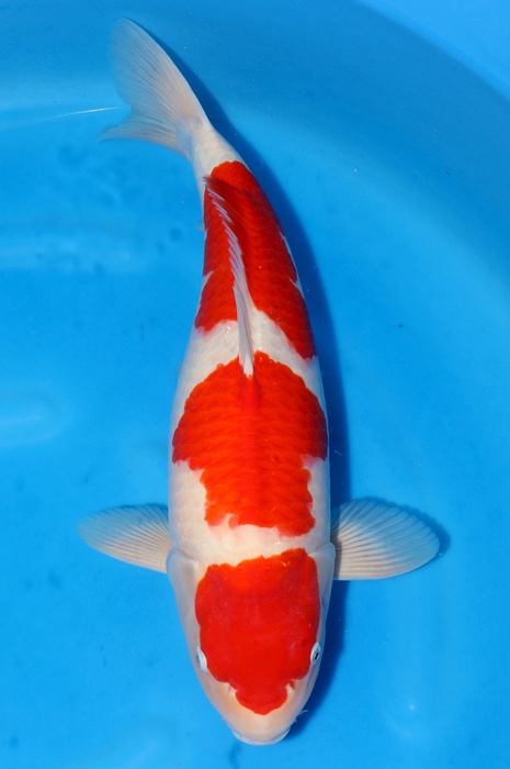 sandan kohaku 2010009