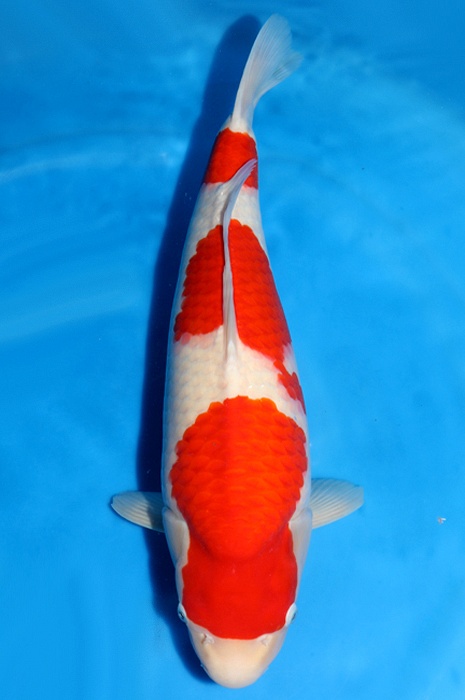 sandan kohaku 2010011