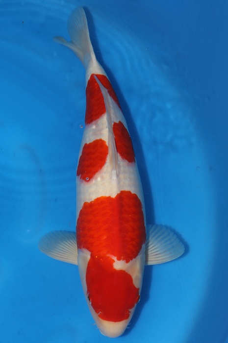 sandan kohaku 2010012