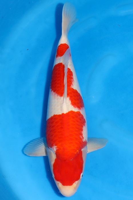 sandan kohaku 2010013